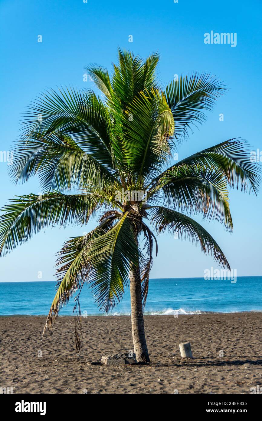 Palmier sur la plage de Monterrico au Guatemala Banque D'Images