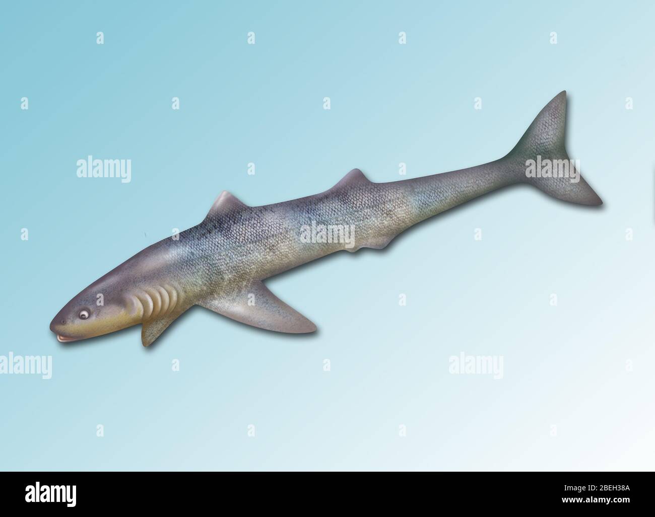 Cladoselache, requin éteint Banque D'Images