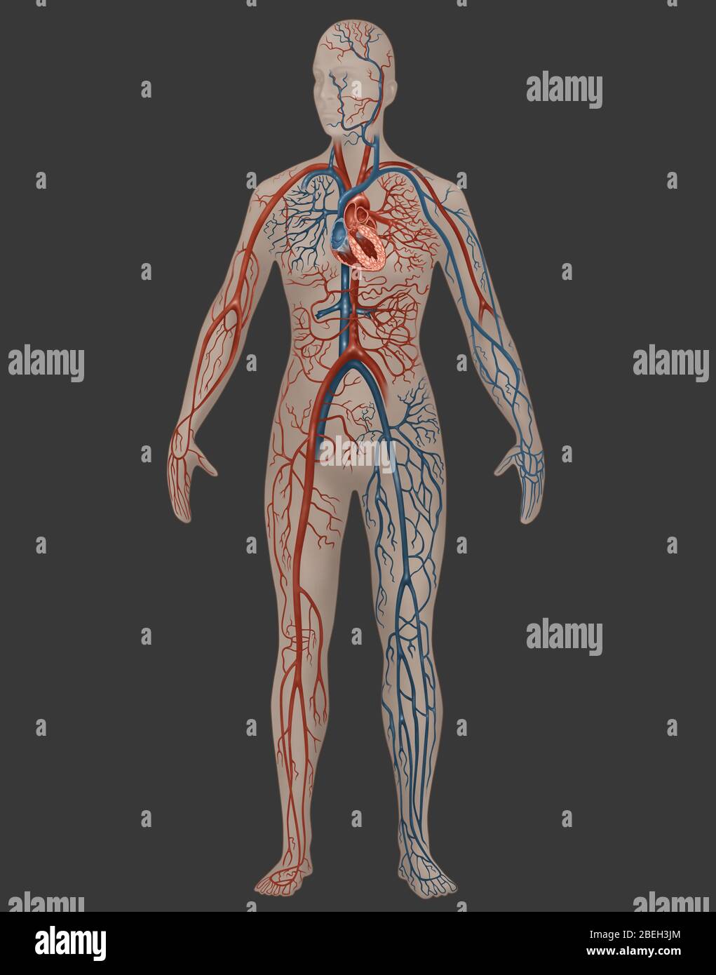 Système circulatoire en anatomie féminine Banque D'Images