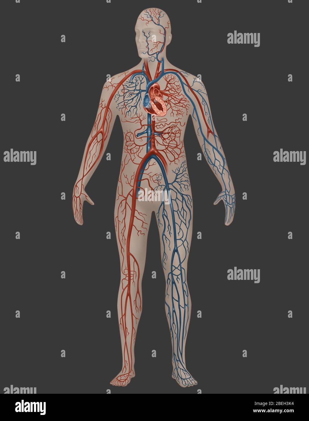 Système circulatoire en anatomie masculine Banque de photographies et  d'images à haute résolution - Alamy
