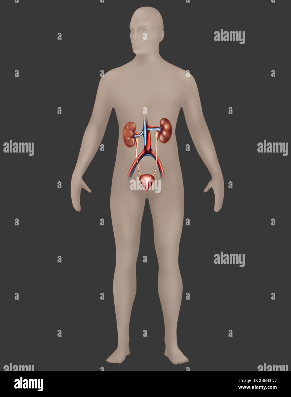 Système urinaire en anatomie masculine Banque D'Images