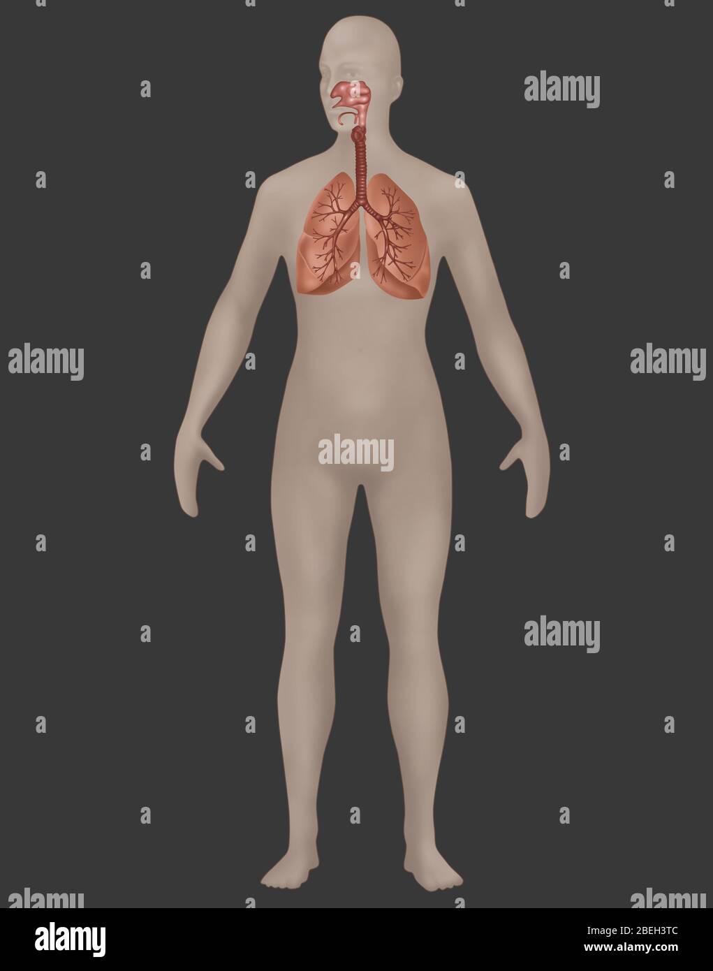 Système respiratoire en anatomie féminine Banque D'Images