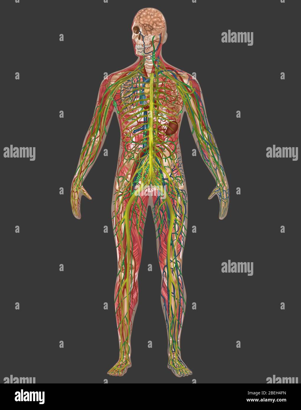 5 systèmes de corps en anatomie masculine Banque D'Images