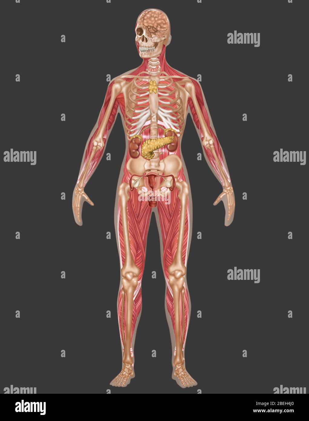Systèmes endocriniens, squelettes et musculaires, femmes Banque D'Images