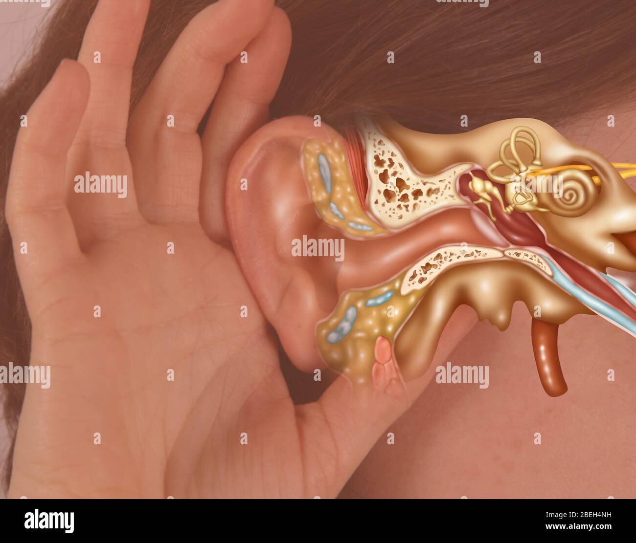 Anatomie de l'oreille, comment les humains entendent Banque D'Images
