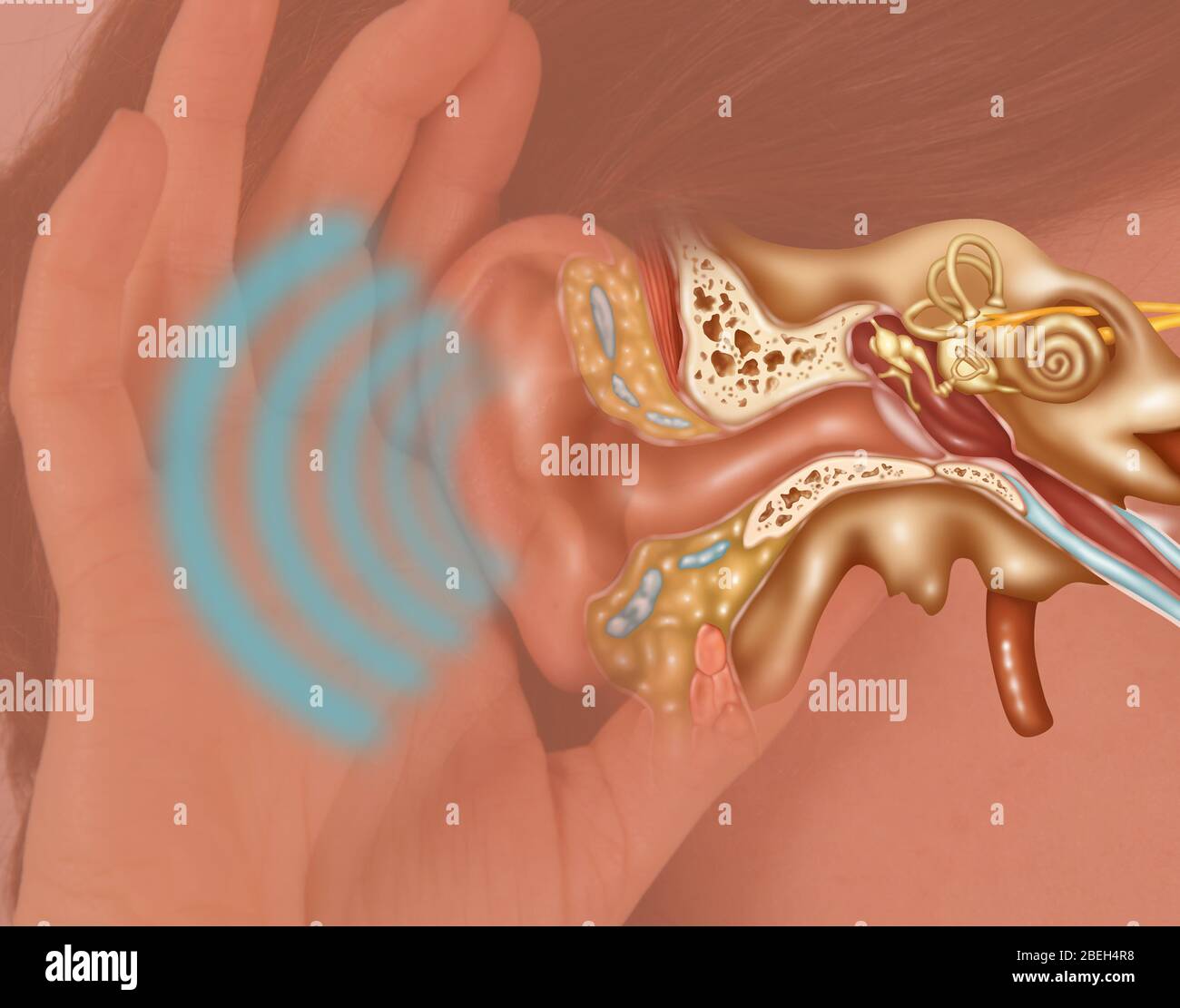Anatomie de l'oreille, comment les humains entendent Banque D'Images