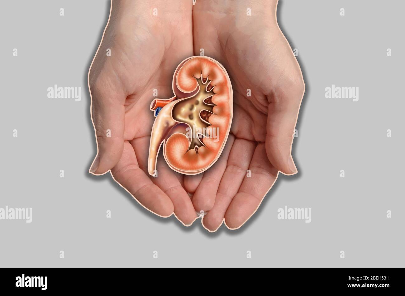 Mains tenant Kidney, Illustration Banque D'Images
