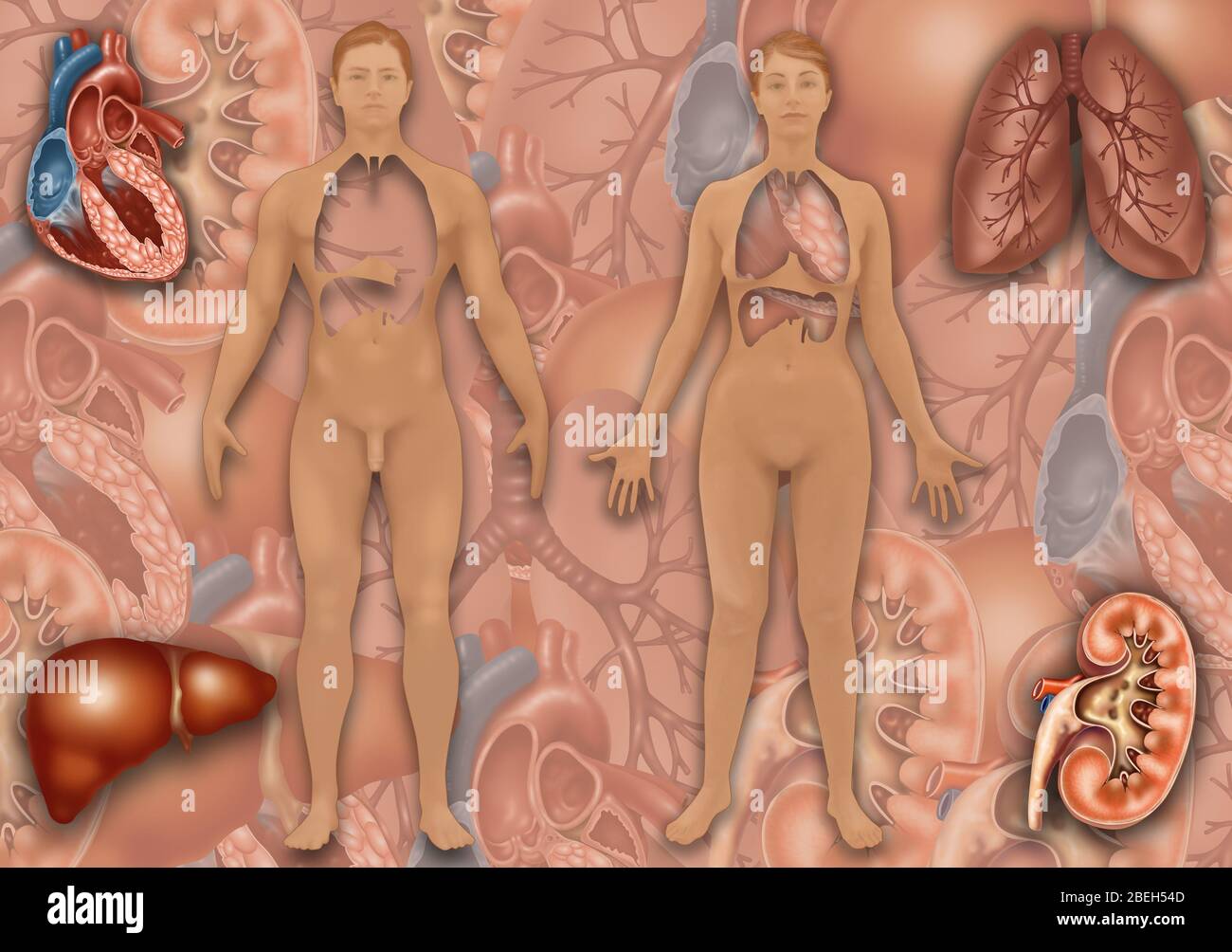 Positionnement des organes en anatomie humaine, illustration Banque D'Images