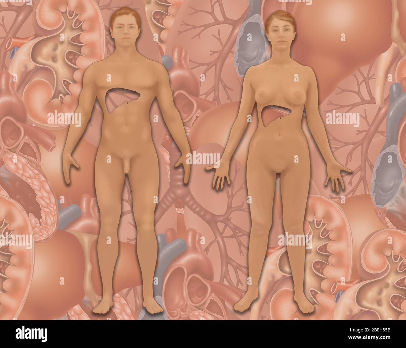 Positionnement du foie en anatomie humaine, illustration Banque D'Images