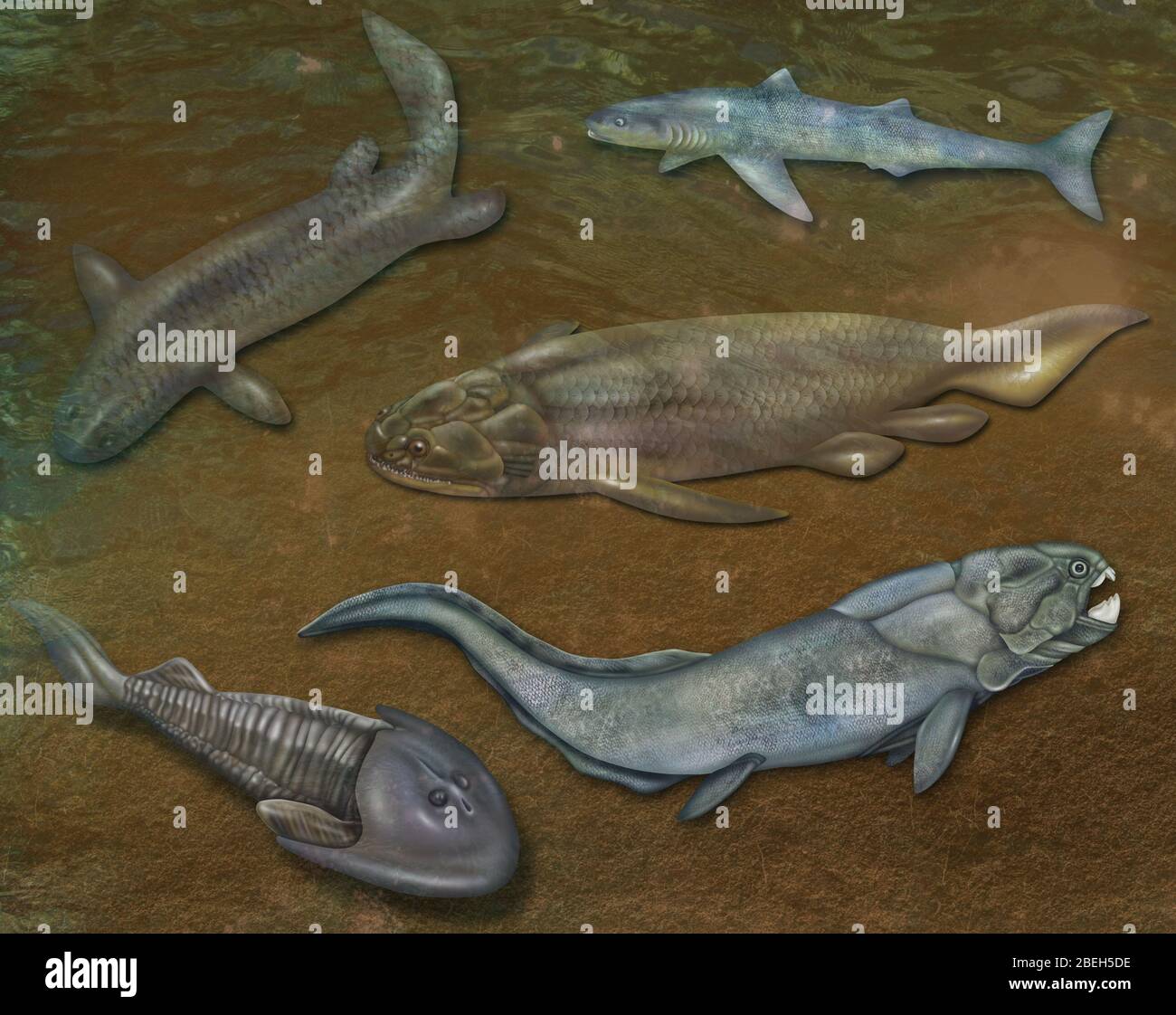 Prehistoric Fishes Banque De Photographies Et D images Haute Prehistoric Fishes Banque De Photographies Et D images Haute