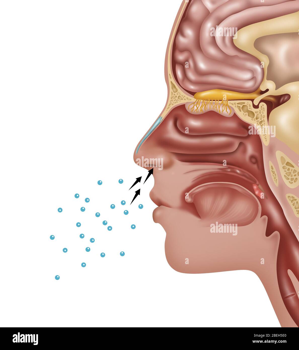 Anatomie de l'odeur, illustration Banque D'Images