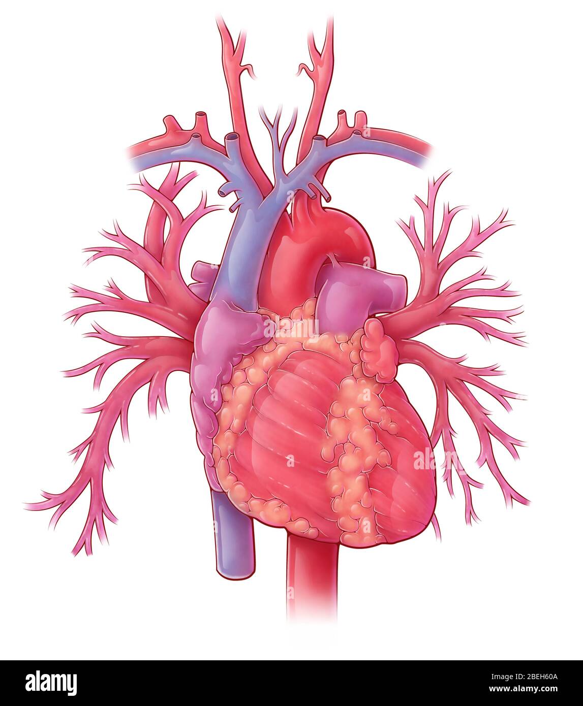 Illustration cardiaque, avec veines pulmonaires Banque D'Images