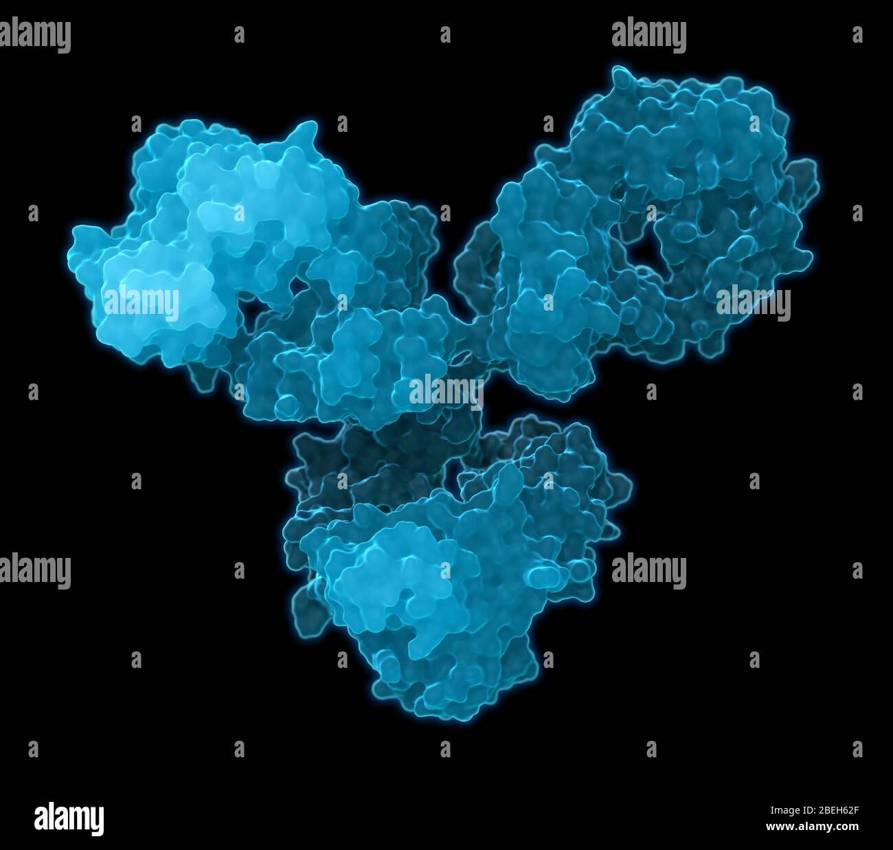 Anticorps immunoglobuline G Banque D'Images