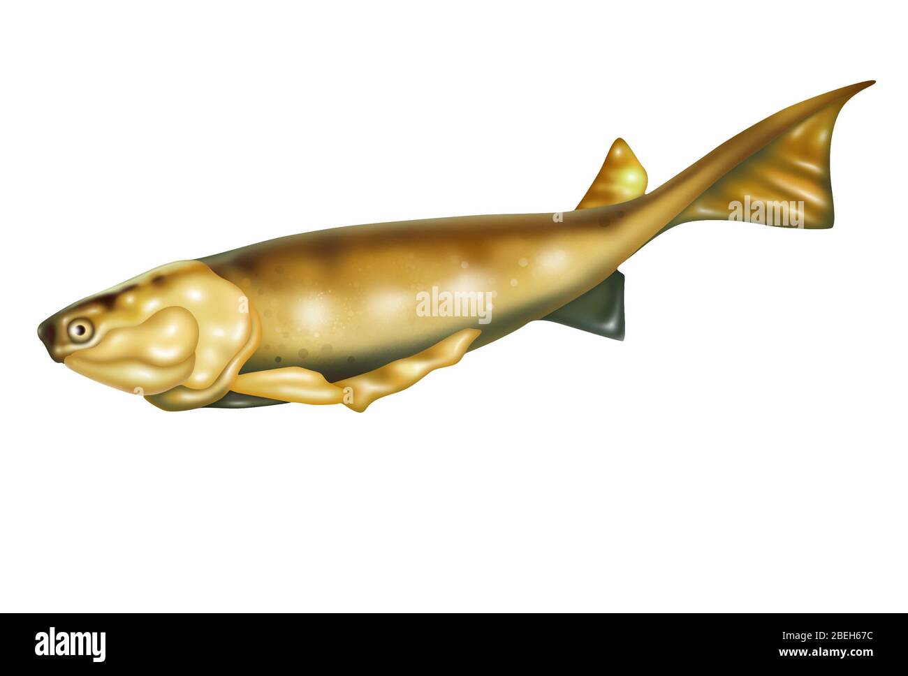 Cheikh, Illustration Banque D'Images