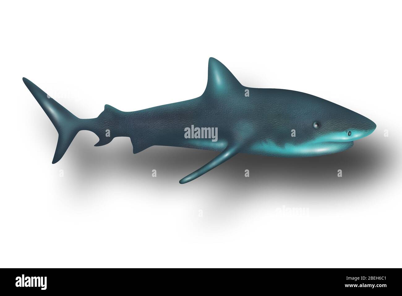 Requin, illustration Banque D'Images