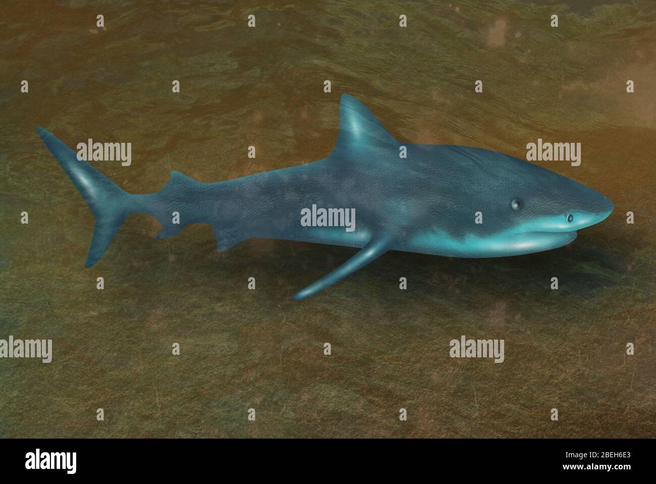 Requin, illustration Banque D'Images