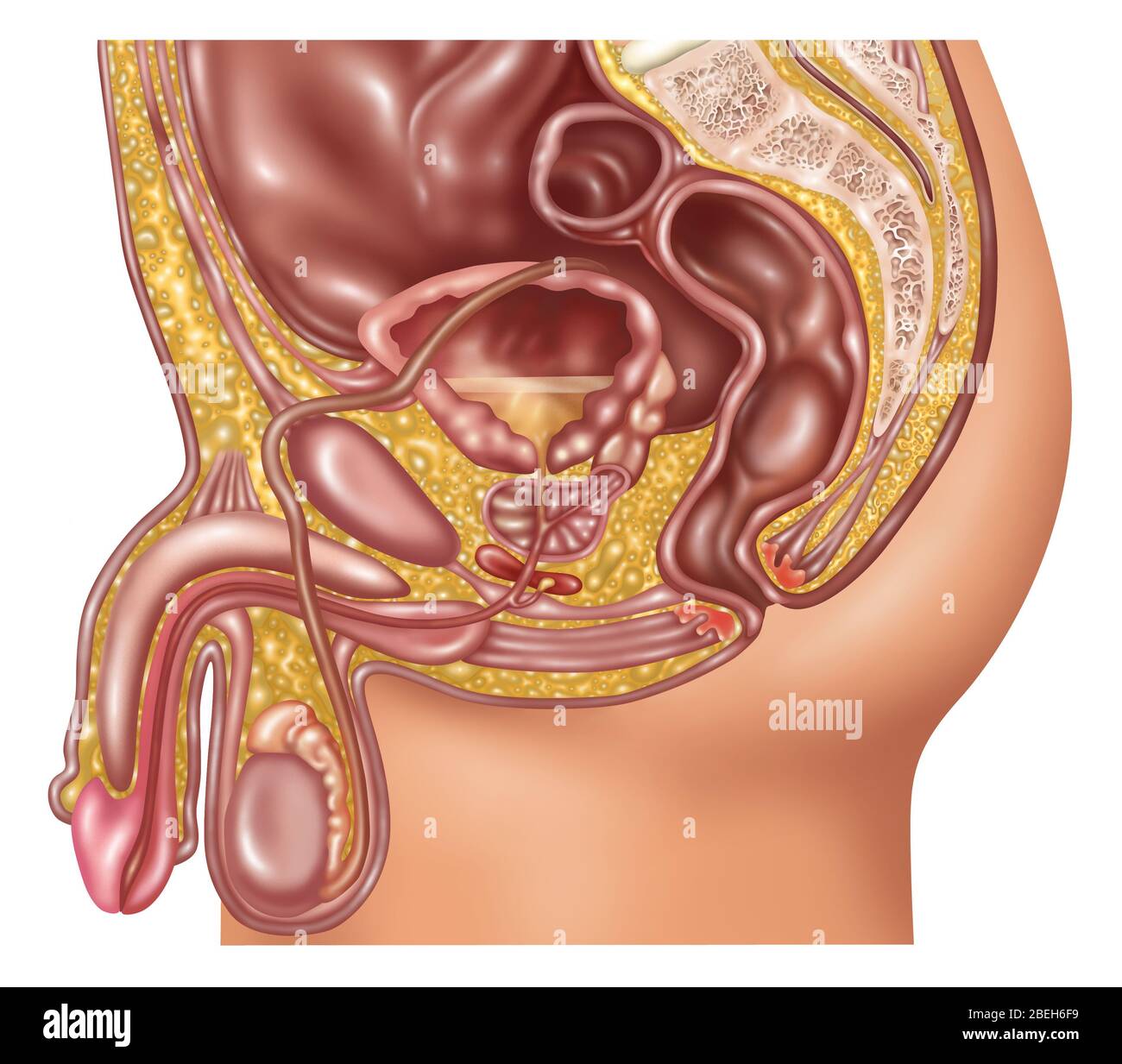 Illustration d'une prostate normale. La glande de prostate est responsable de la sécrétion de fluide qui nourrit et protège les spermatozoïdes. Au moment de l'éjaculation, le liquide presse prostré dans l'urètre qui est ensuite expulsé avec le sperme que le sperme. Banque D'Images