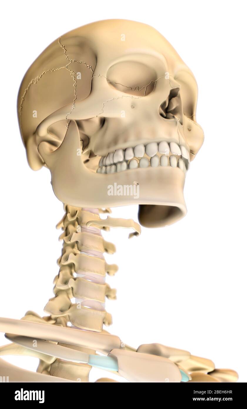 Squelette humain, tête et cou Banque D'Images