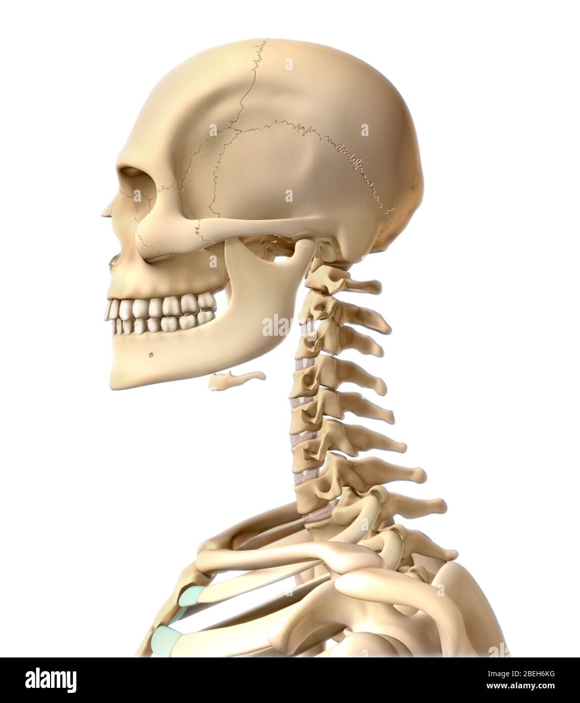 Squelette humain, tête et cou Banque D'Images