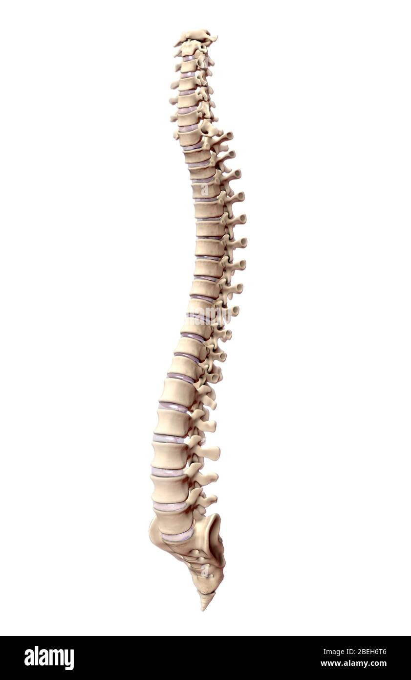 colonne vertebrale humaine banque d image et photos alamy