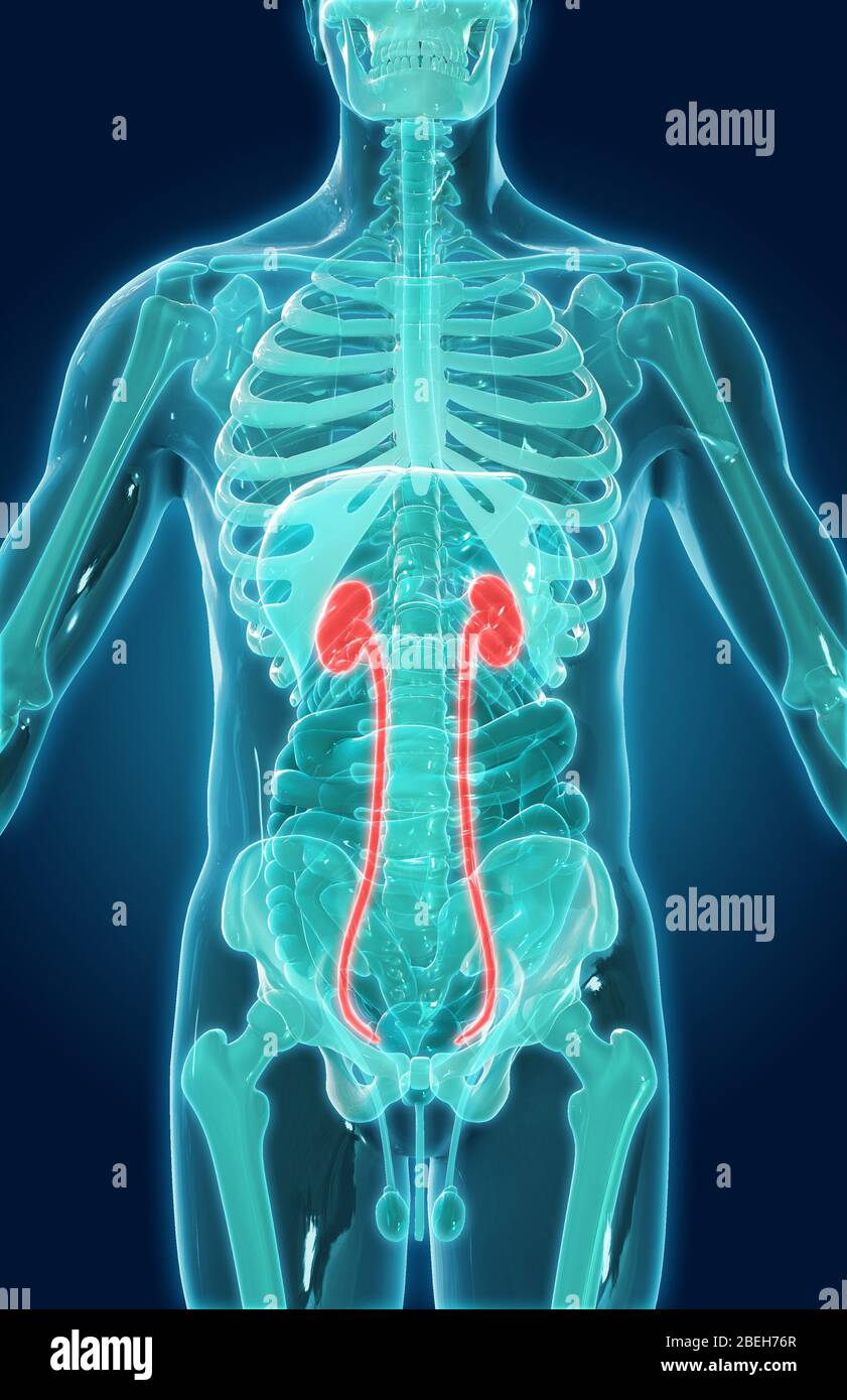 Les reins, illustration Banque D'Images