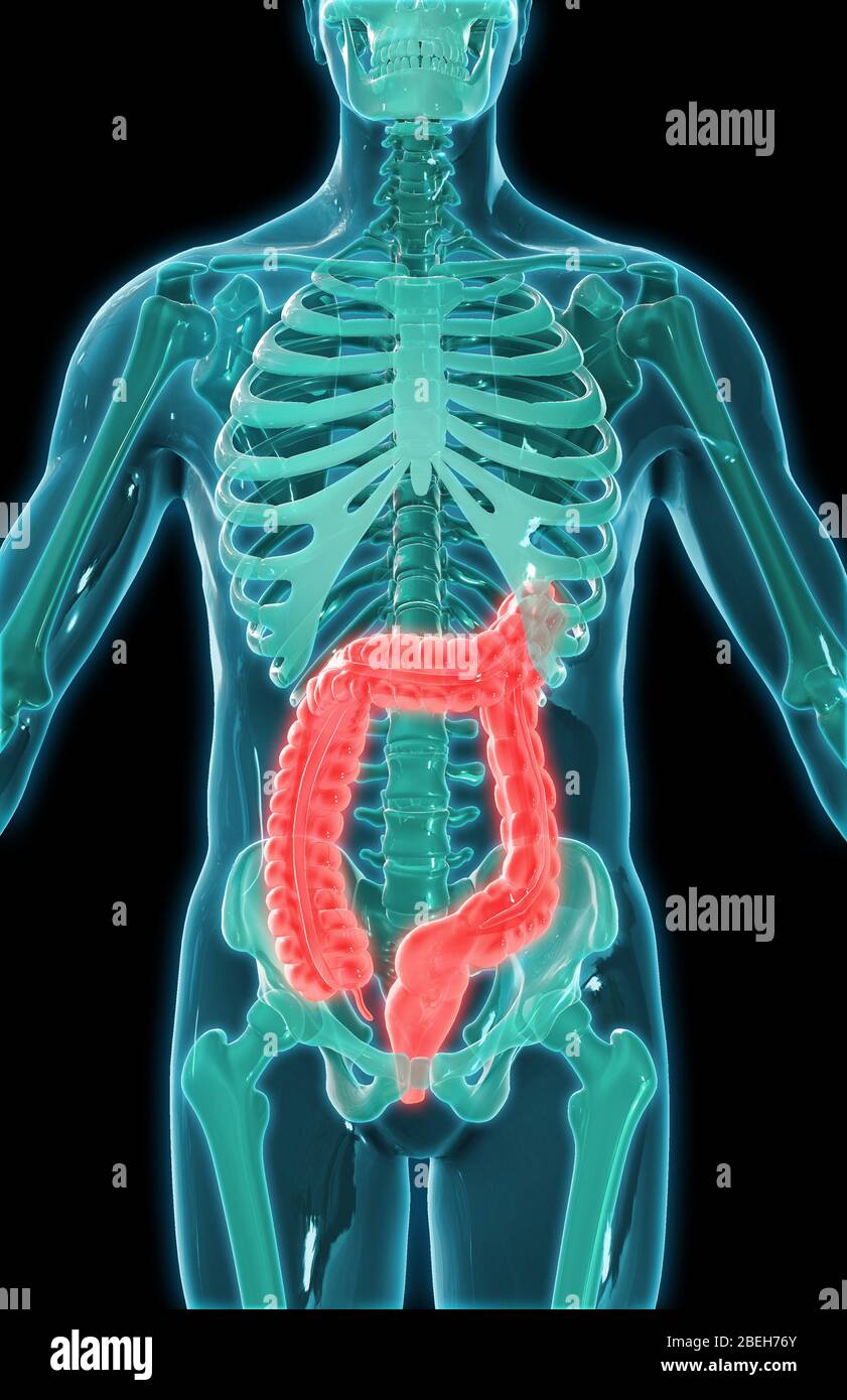Gros intestin, illustration Banque D'Images