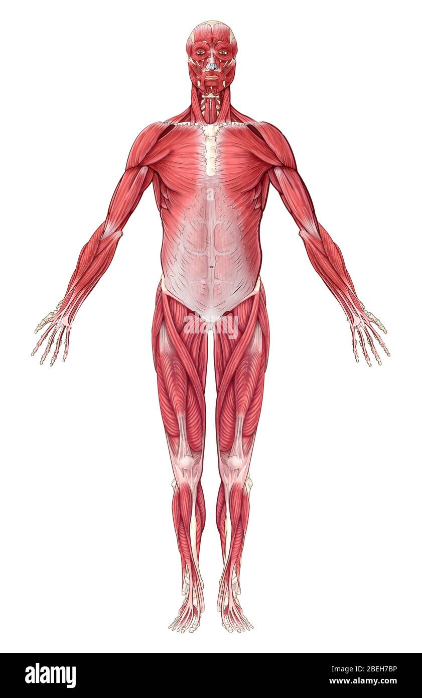 Système musculaire, illustration Banque D'Images