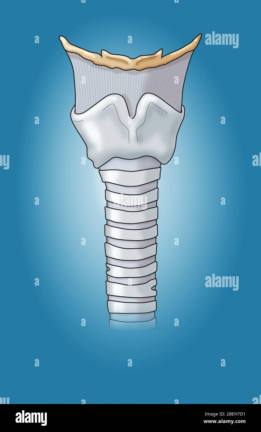 Anatomie du larynx Banque D'Images