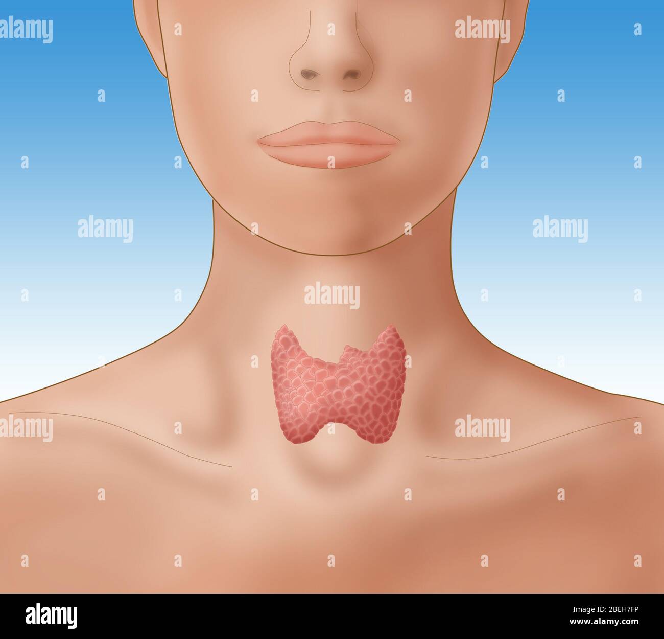 Illustration montrant l'emplacement de la glande thyroïde dans une figure femelle. Banque D'Images