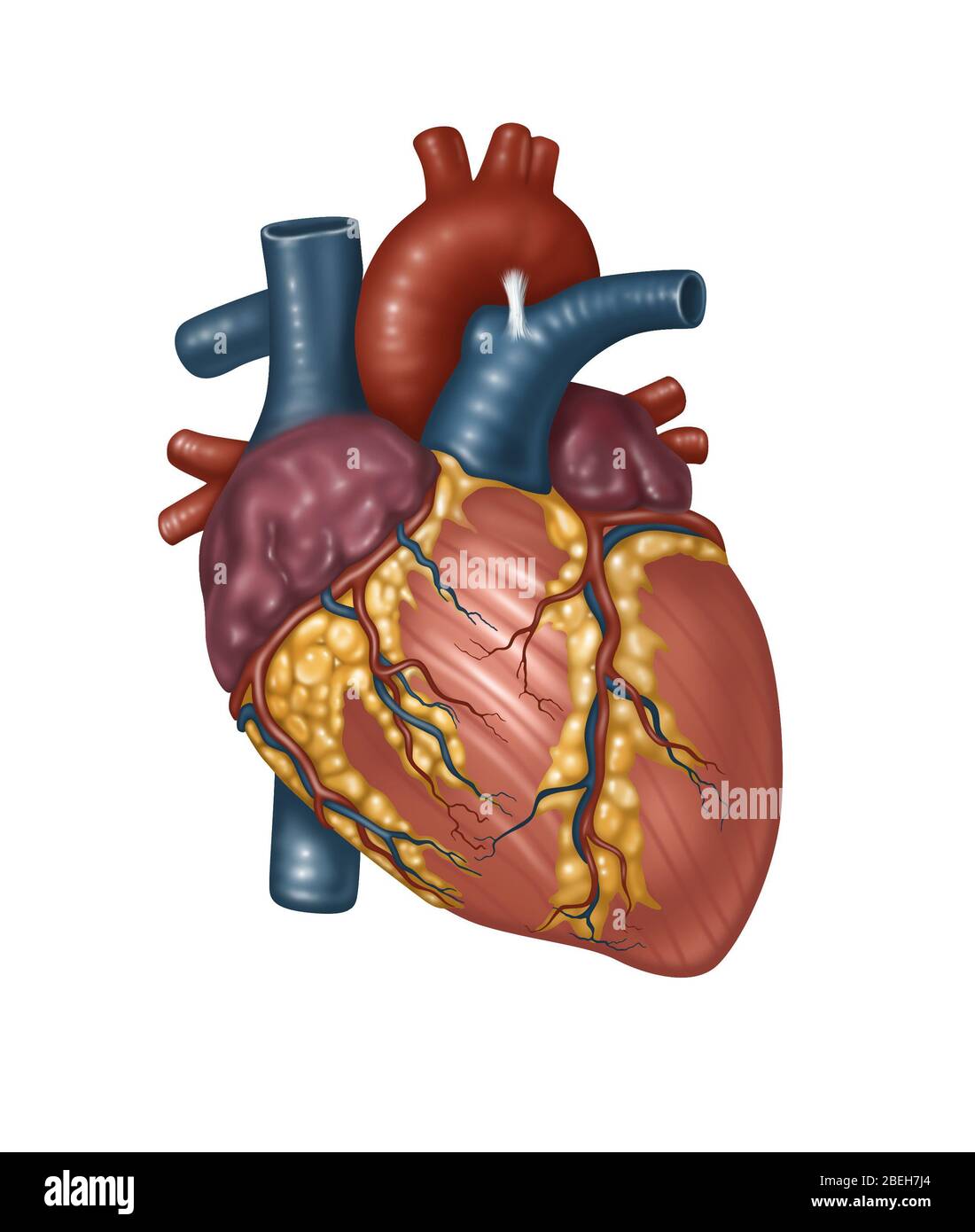 Anatomie cardiaque saine, illustration Banque D'Images