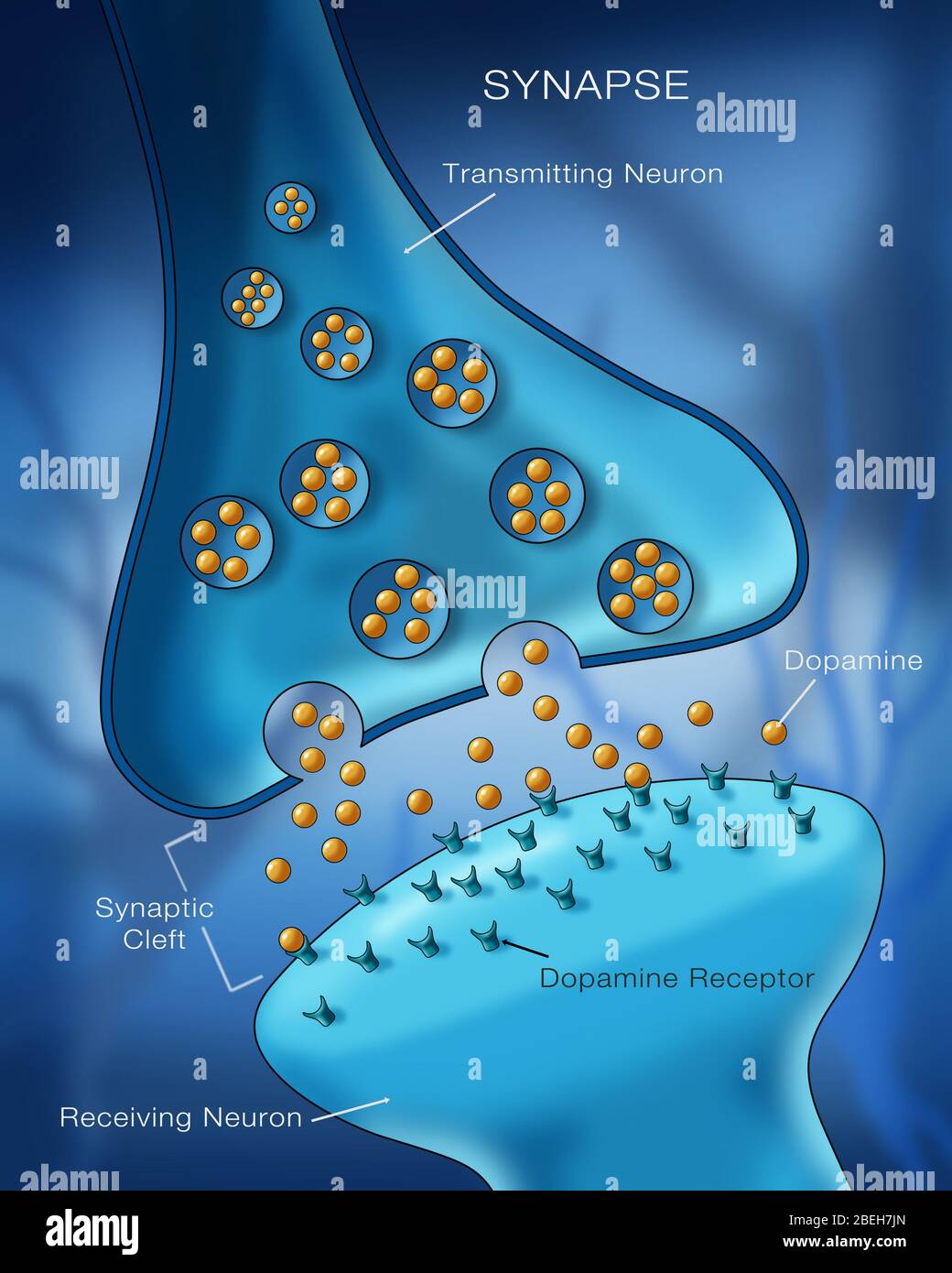 Anatomie Synapse neurone Banque D'Images