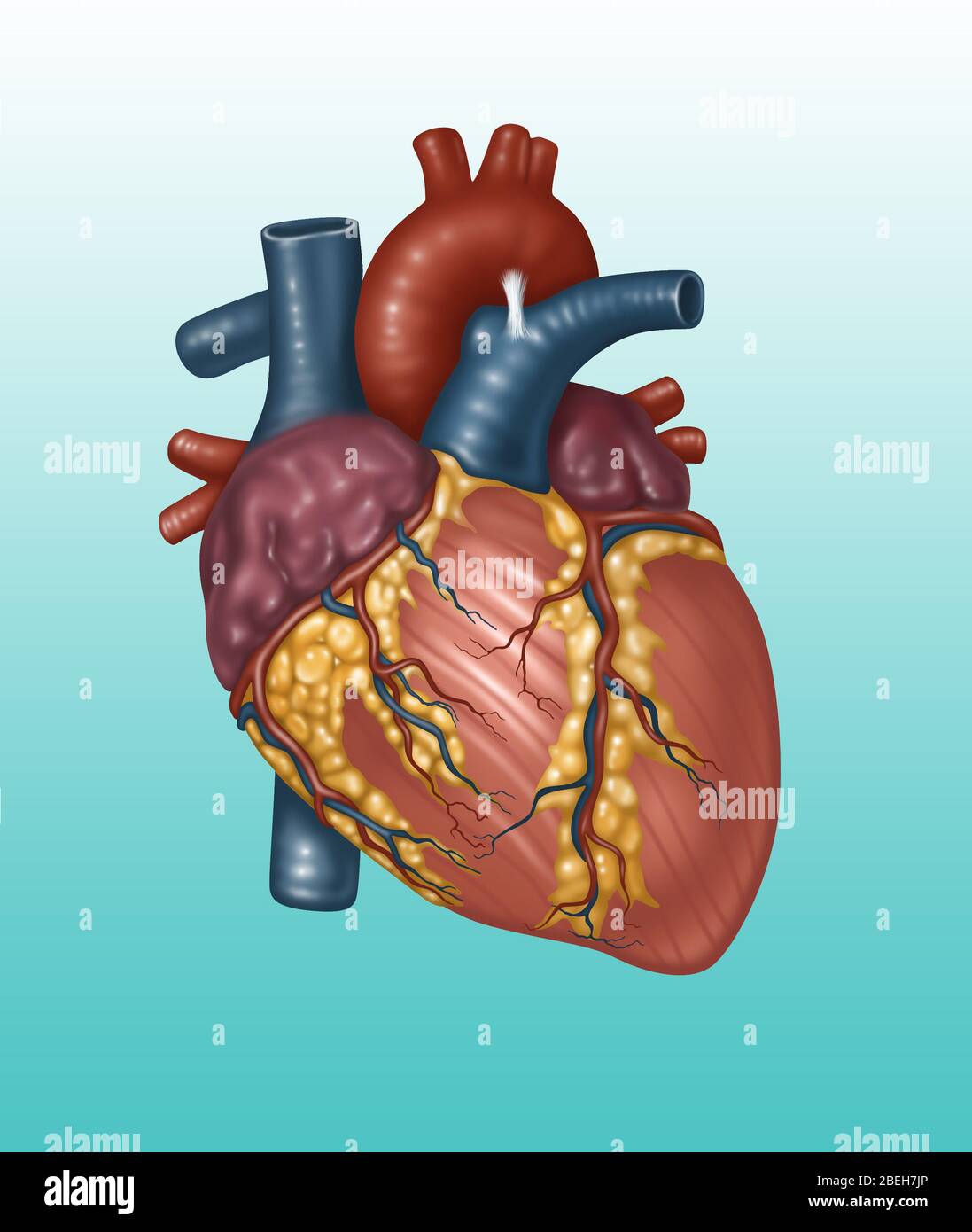 Anatomie cardiaque saine, illustration Banque D'Images