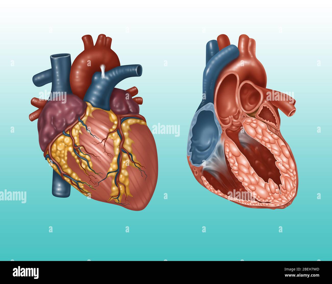 Extérieur et intérieur du cœur normal, illustration Banque D'Images