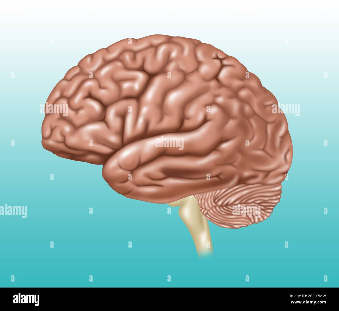 Cerveau, vue latérale, illustration Banque D'Images