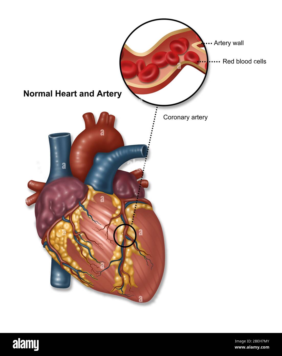 Cœur et artère normaux, illustration Banque D'Images