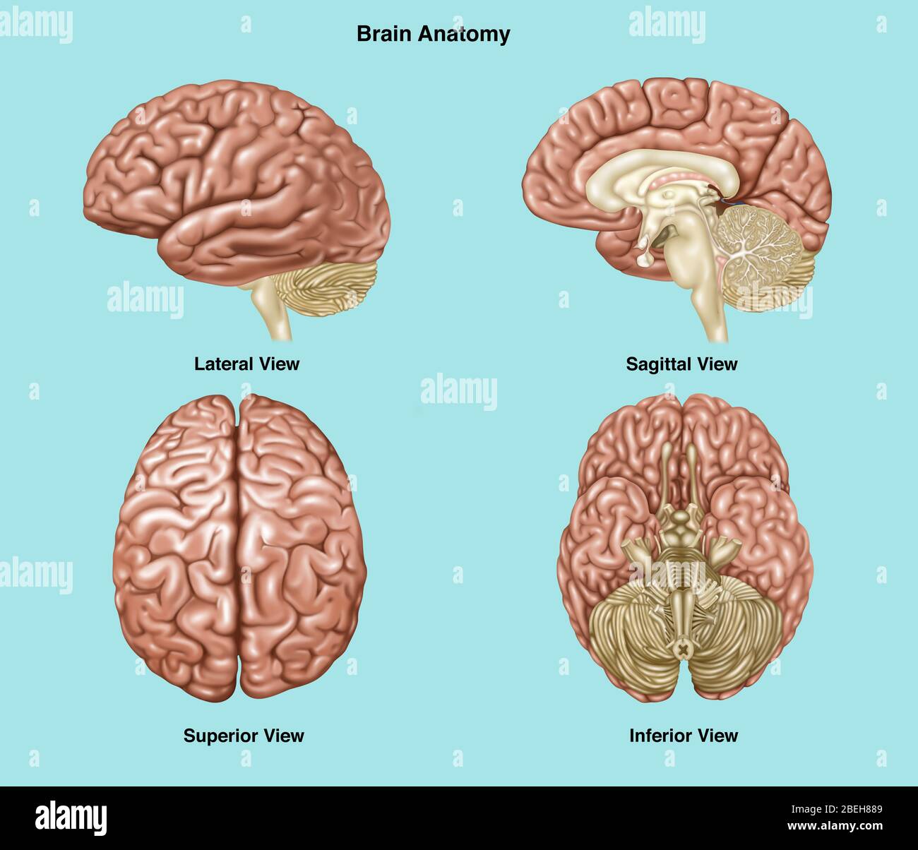 Anatomie cérébrale, illustration Banque D'Images