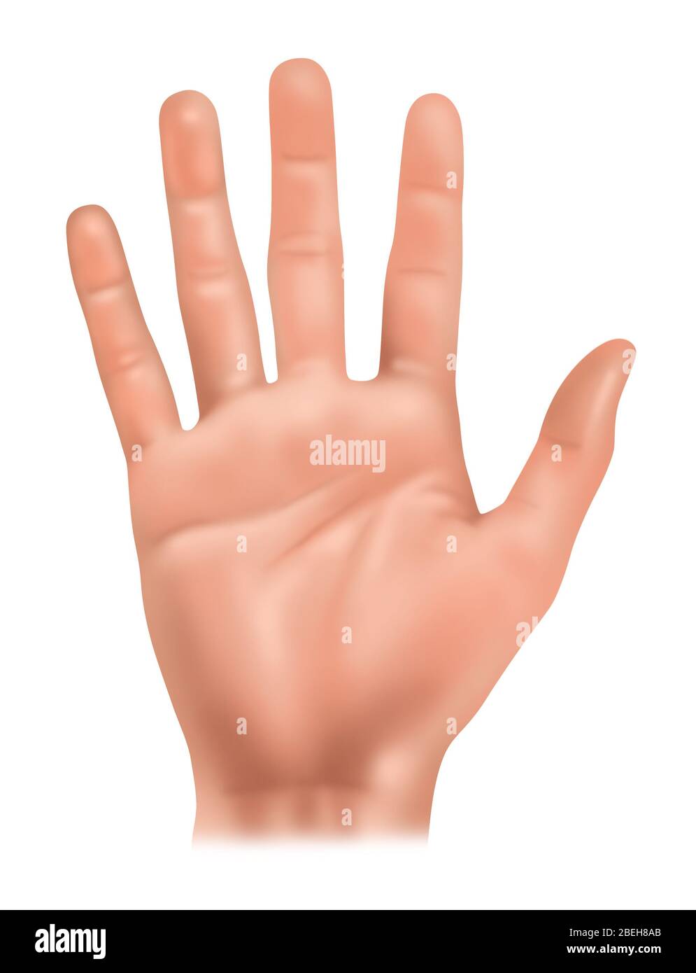 Anatomie des mains, illustration Banque D'Images