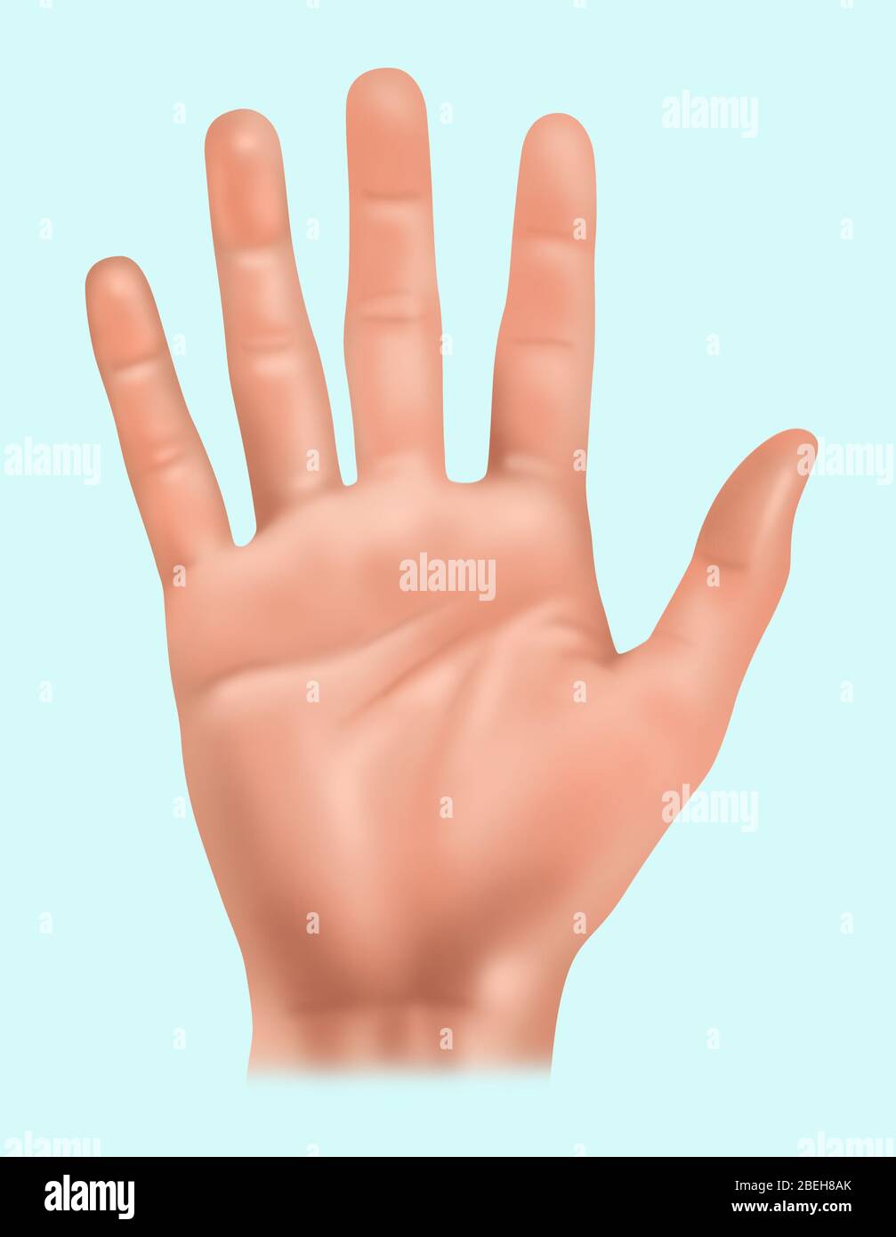 Anatomie des mains, illustration Banque D'Images