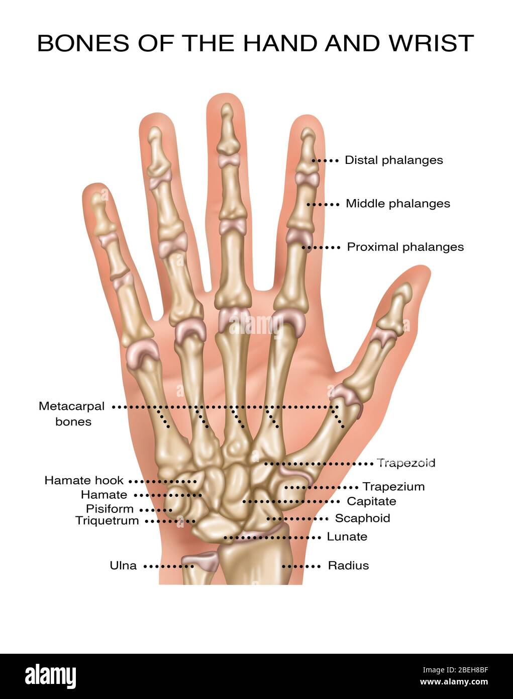 Anatomie des mains, illustration Banque D'Images