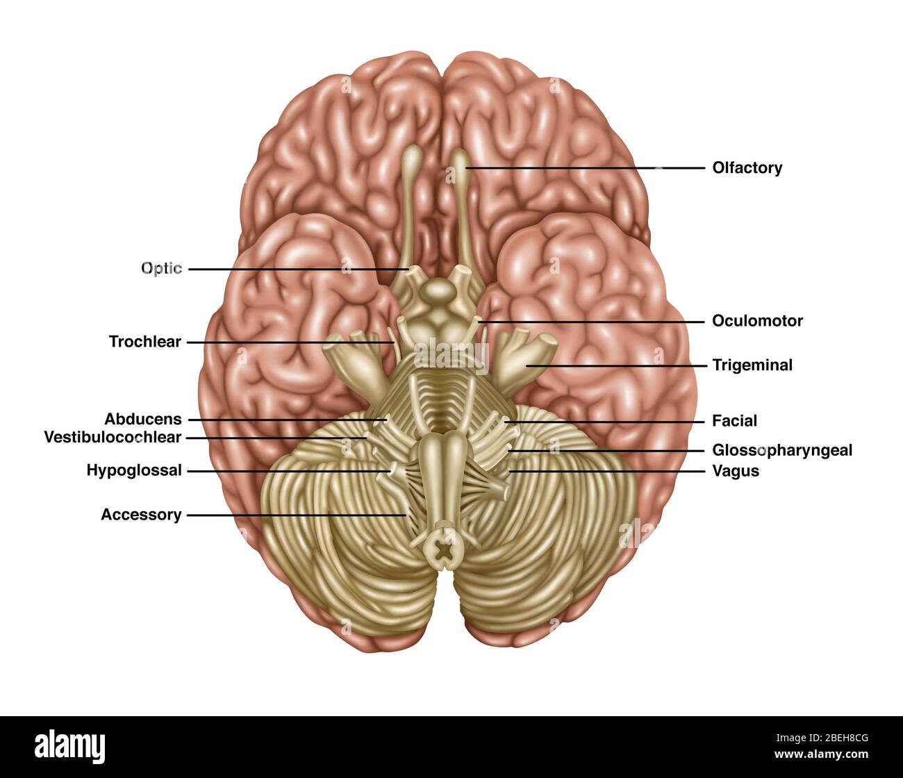 Anatomie du cerveau Banque de photographies et d’images à haute ...