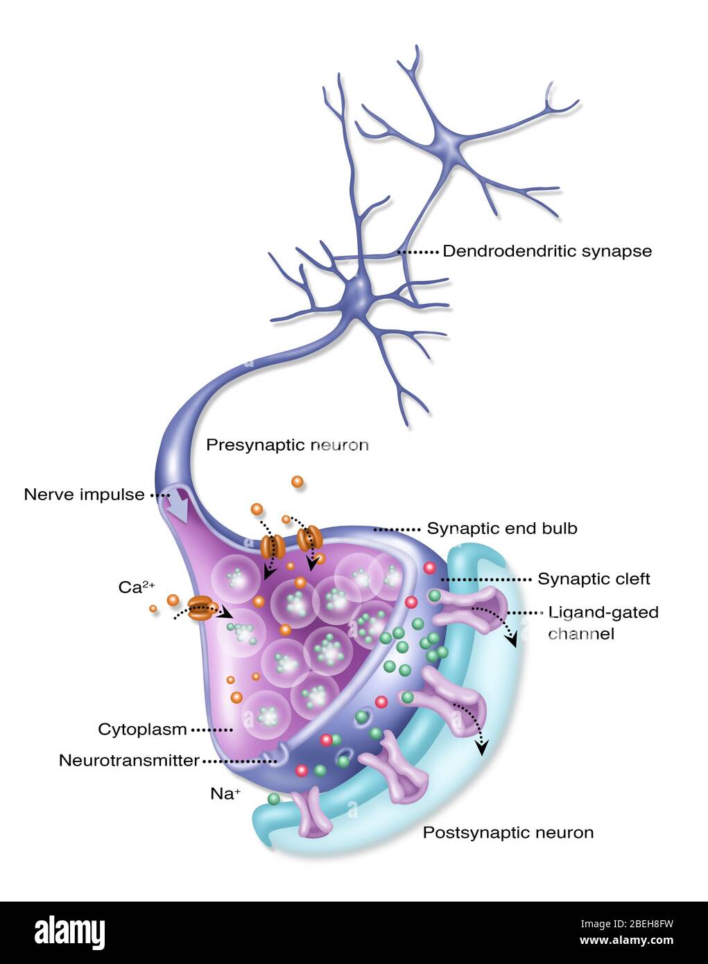 Neuron détaillé, illustration Banque D'Images