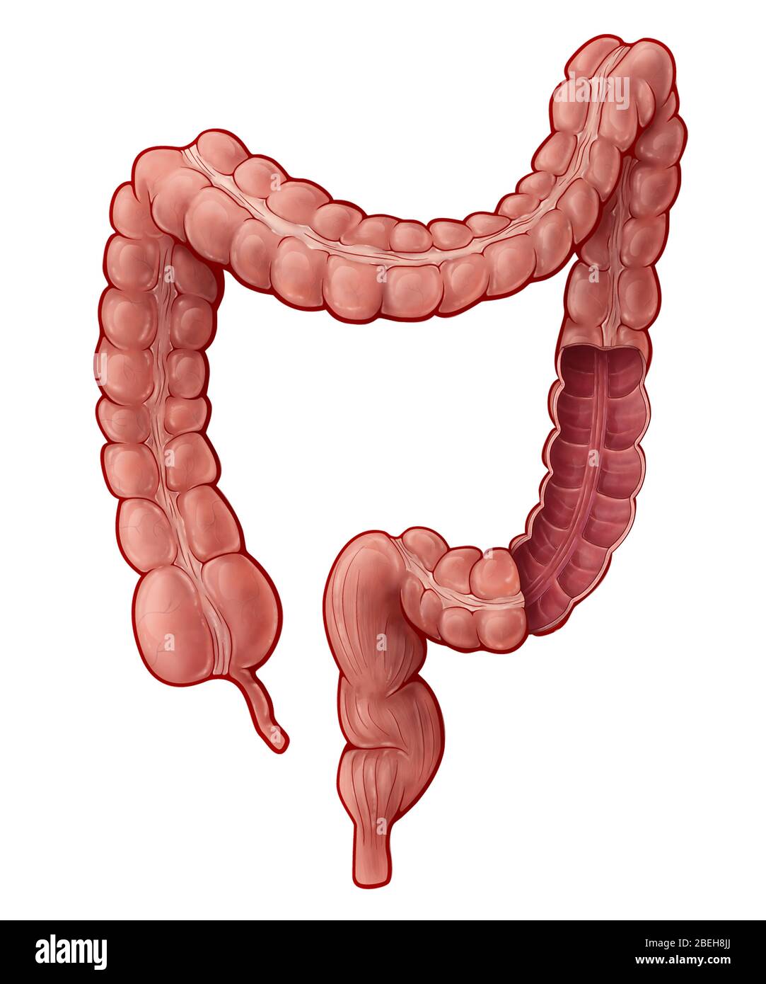 Gros intestin, illustration Banque D'Images