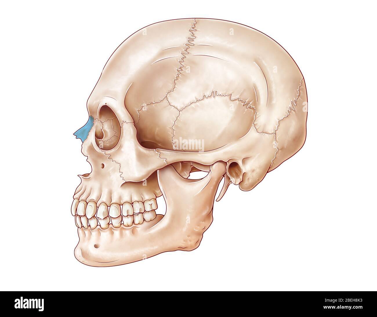 Illustration du crâne humain à partir d'une vue latérale, avec l'os nasal en surbrillance bleue. Banque D'Images