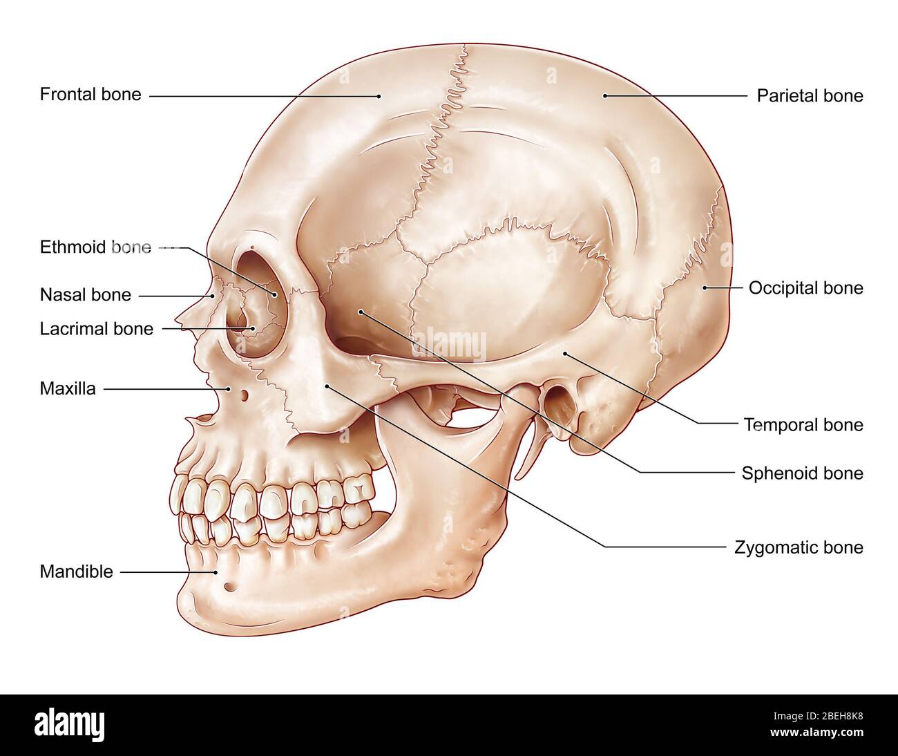 Crâne latéral, illustration Banque D'Images