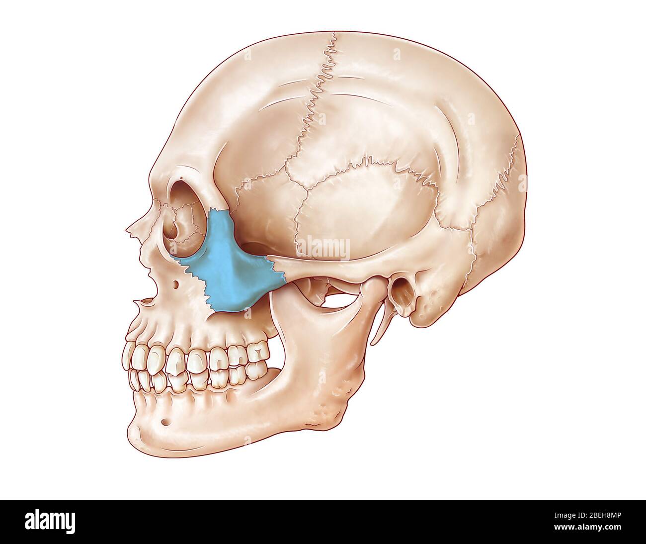 Crâne humain, os Zygomatic Banque D'Images
