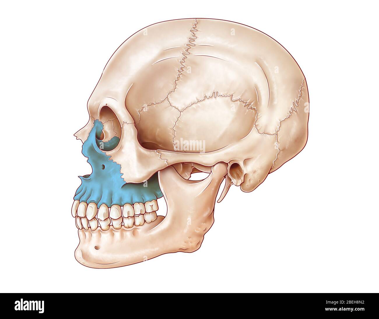 Illustration du crâne humain à partir d'une vue latérale, avec la maxillaire en bleu. Banque D'Images