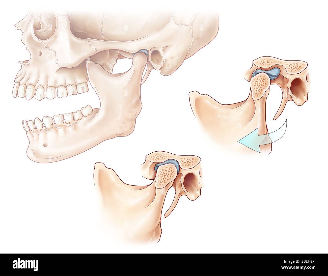 Joint temporomandibulaire, Illustration Banque D'Images