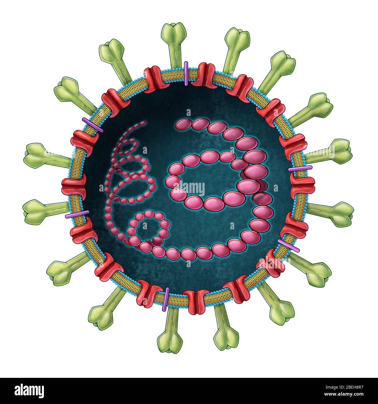 MERS Coronavirus, Illustration Banque D'Images