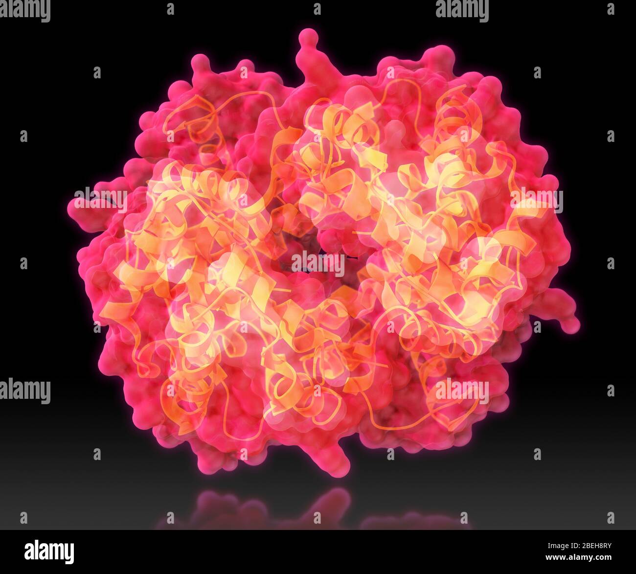Hémoglobine, modèle moléculaire Banque D'Images