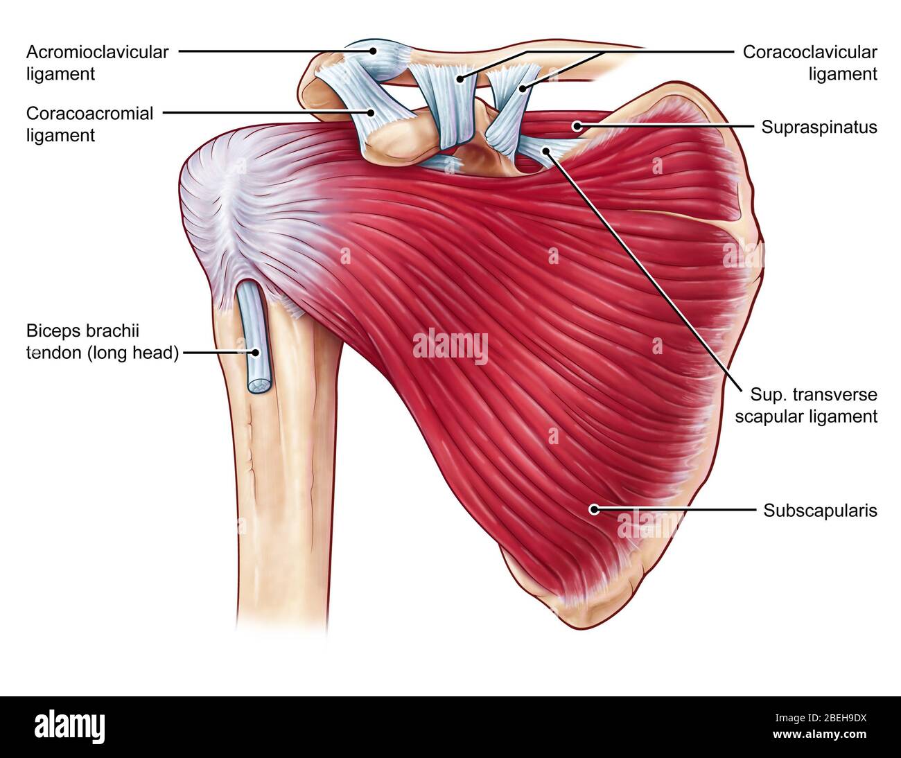 Muscles de l'épaule, illustration Banque D'Images